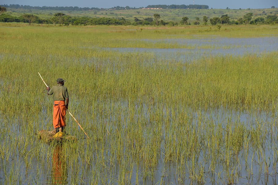 man walking in rice field across green trees, man holding rod HD wallpaper