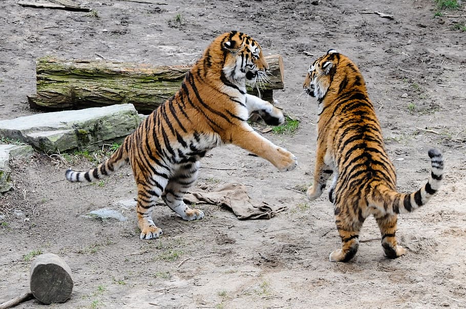tiger, zoo, big cat, dangerous, predator, stripes, angry, roar, HD wallpaper