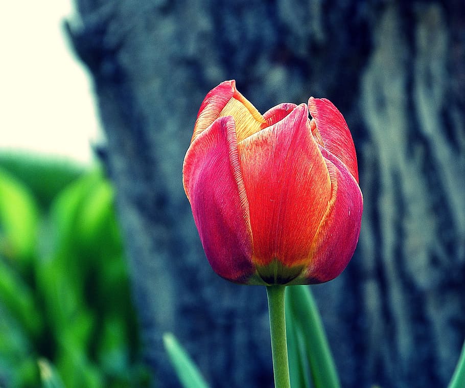 spring, tulip, red, nature, spring flower, red tulips, color HD wallpaper