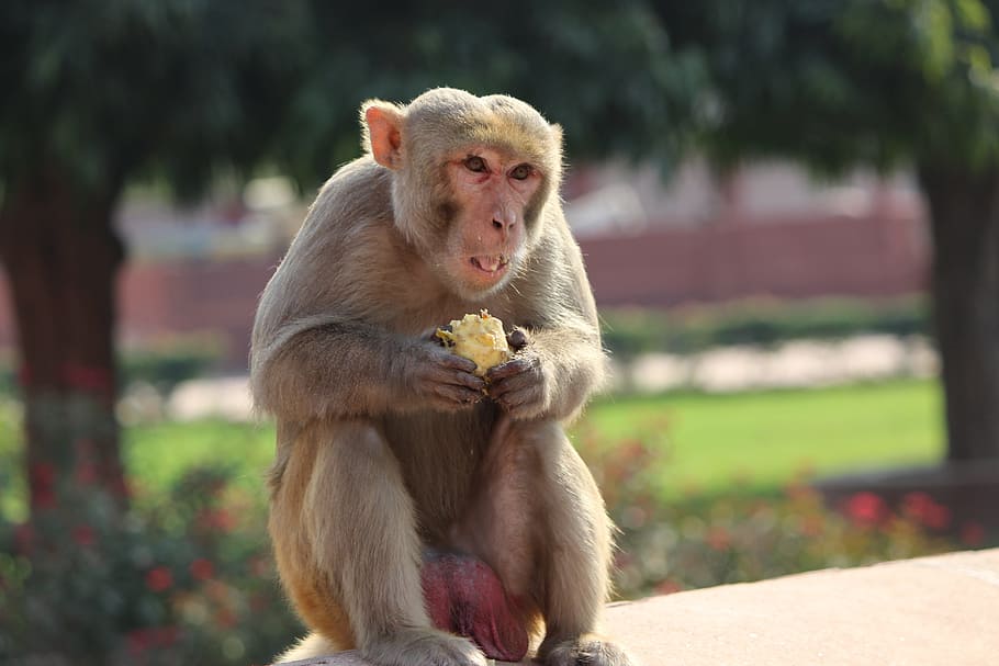 monkey, animal eating, monkey eating, monkey sit, wildlife HD wallpaper