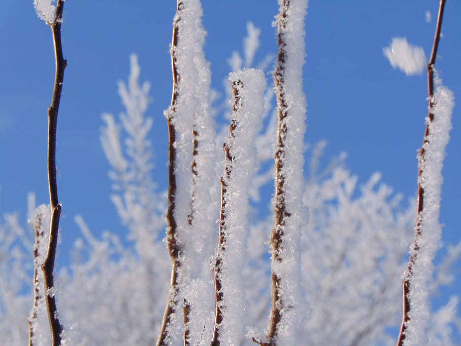 frost, snow, winter, nature, outdoors, cold temperature, frozen HD wallpaper