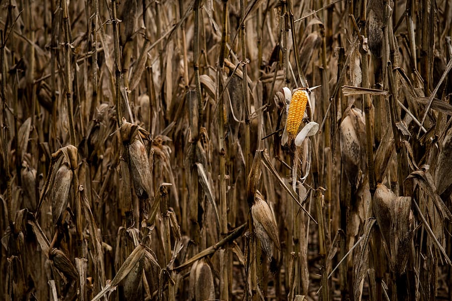 crop, nature, corn on the cob, field, plant, dry, no people HD wallpaper