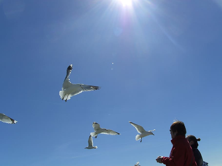 gulls, fly, blue, sky, bird, animals in the wild, flying, animal themes HD wallpaper