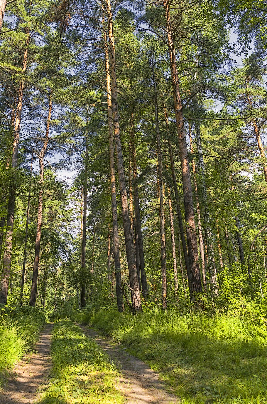 summer, forest, road, nature, grass, tree, sunny day, wild wood HD wallpaper