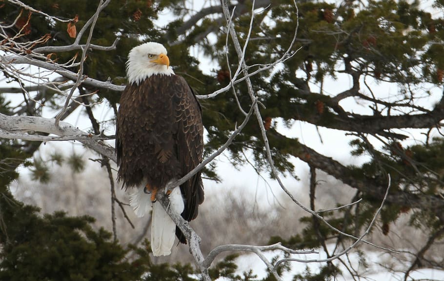 Bald Eagle, Raptor, perched, bird, nature, tree, branches, wild HD wallpaper