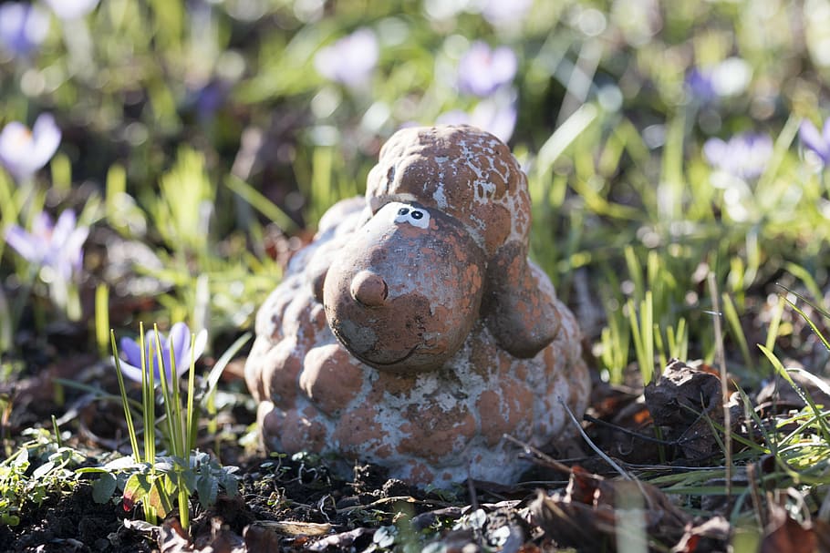 porcelain, close, spring, schaaf, plant, nature, no people HD wallpaper