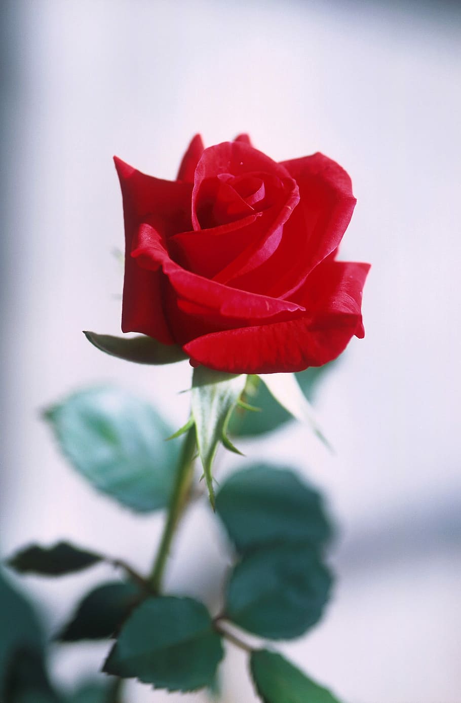 Rose, Red, Flower, Love, Romance, Petals, bloom, blossom, stem HD wallpaper