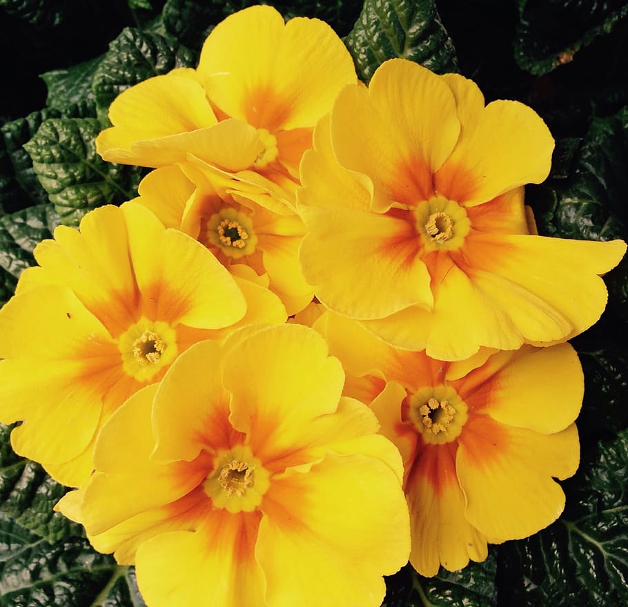 primula, flowers, spring, easter, yellow, cowslip, party, luck HD wallpaper