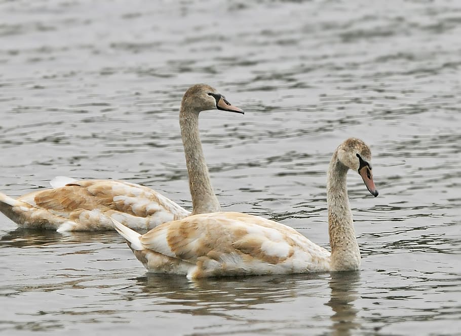 geese, migration, migrate, flock, migratory, waterfowl, migrating HD wallpaper
