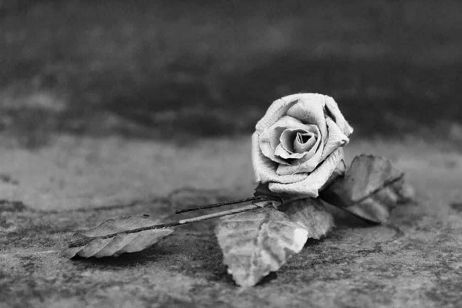 grayscale photo of rose flower on pavement, Dried, Close, Blossom HD wallpaper