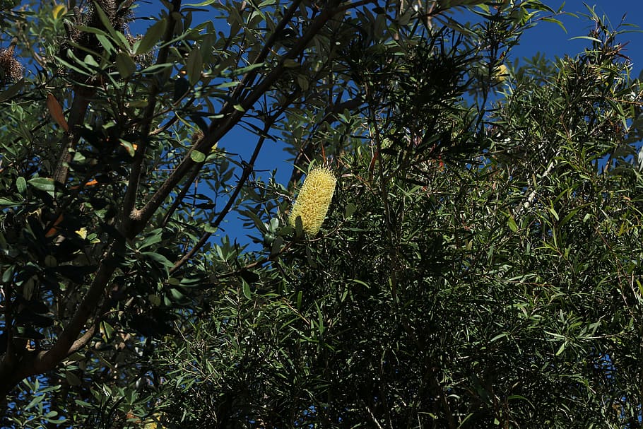 bottlebrush, tree, nature, flora, foliage, brisbane, queensland HD wallpaper
