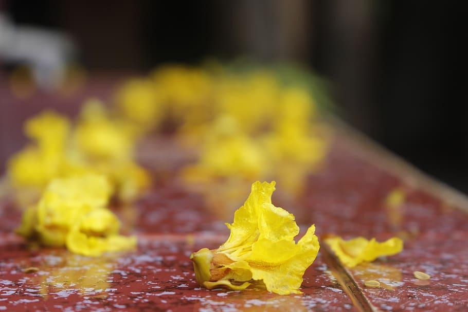 fall, nature, leaf, closeup, flower, yellow, food and drink HD wallpaper