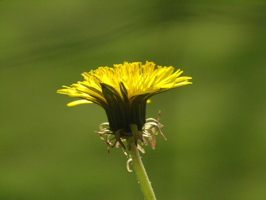 dandelion, blossom, bloom, flower, yellow, flowering plant HD wallpaper