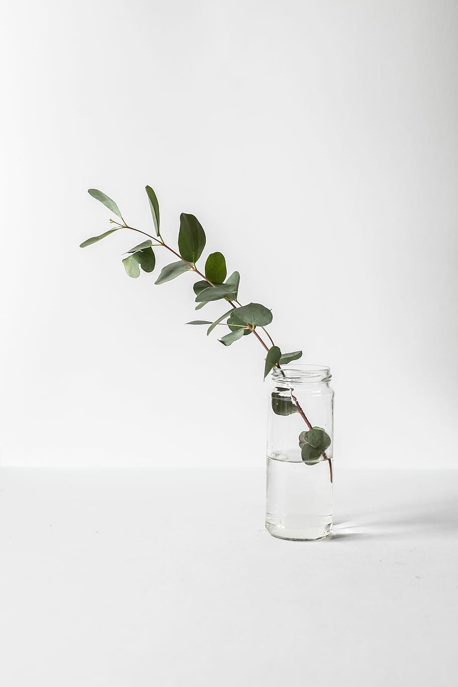 green leafed plant in glass jar, green rubber fig in clear glass vase, HD wallpaper