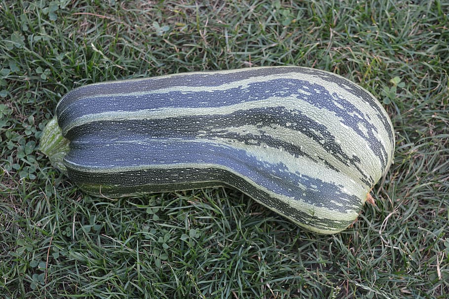 garden, vegetables, zucchini, grass, high angle view, nature HD wallpaper