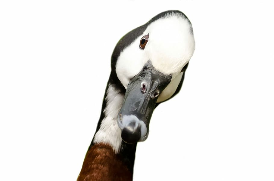 black,white and red animal duck breaking neck, avian, background, HD wallpaper