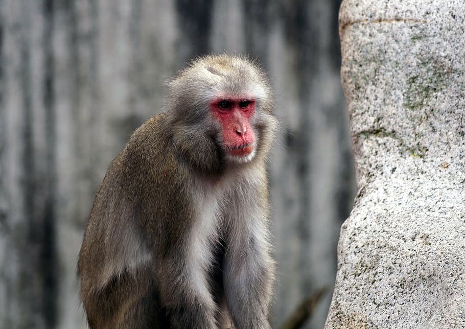 monkey, zoo, silly, baboon, mood, állatportré, majomféle HD wallpaper