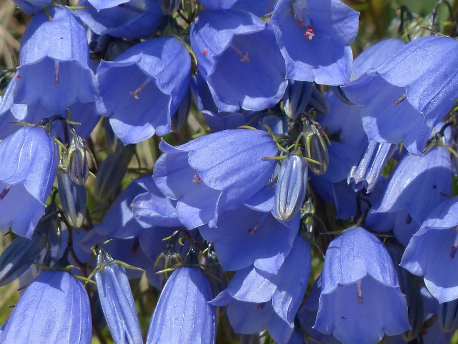 Campanula cochleariifolia 1080P, 2K, 4K, 5K HD wallpapers free download