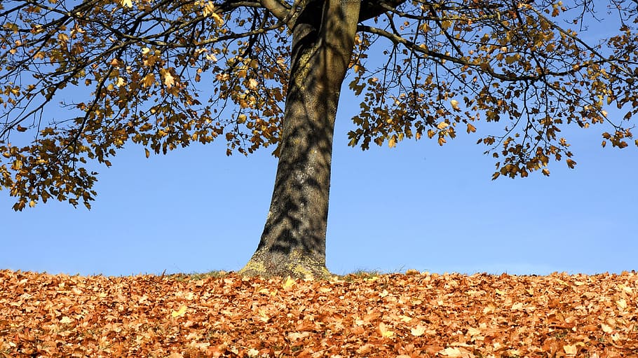 Autumn, Tree, Fall, Landscape, Park, forest, nature, foliage HD wallpaper