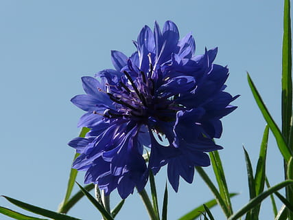 Cornflower, Blue, Blue, Flower, Blossom, Bloom, summer, centaurea cyanus HD wallpaper