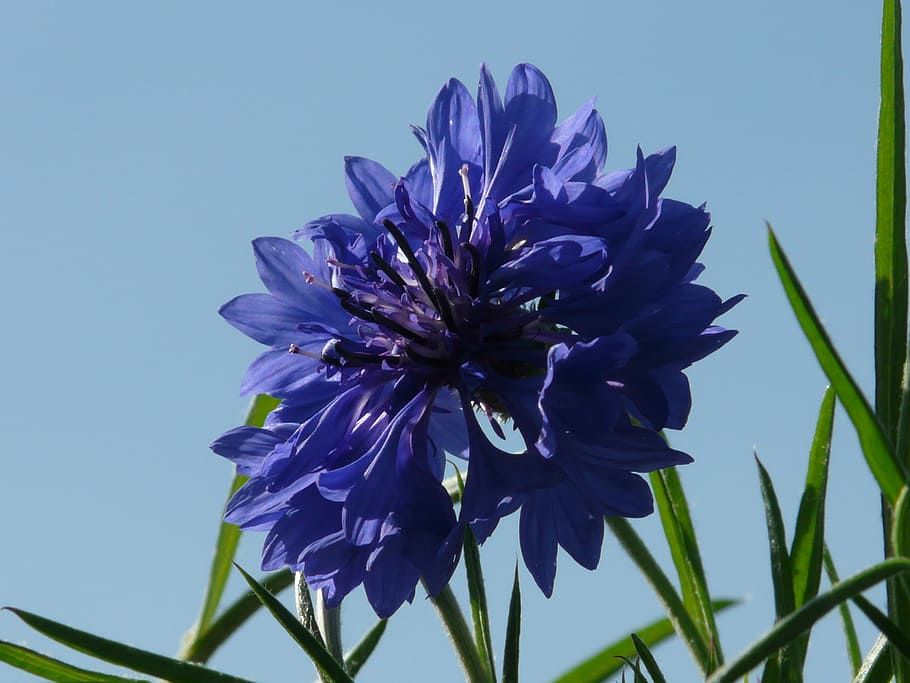Cornflower, Blue, Blue, Flower, Blossom, Bloom, summer, centaurea cyanus, HD wallpaper