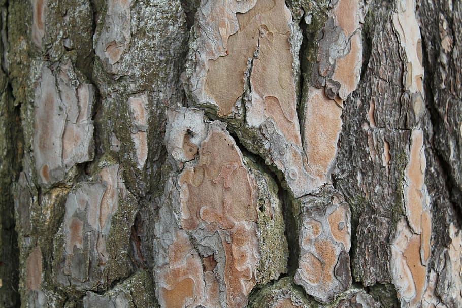 bark, tree, log, nature, forest, wood, structure, tree trunk HD wallpaper