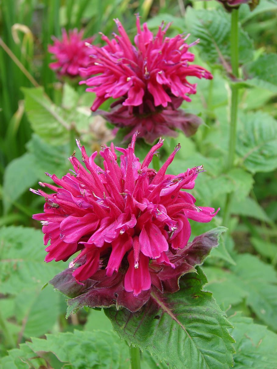 pink, marshall's, delight, monarda, bee, balm, flower, bloom HD wallpaper