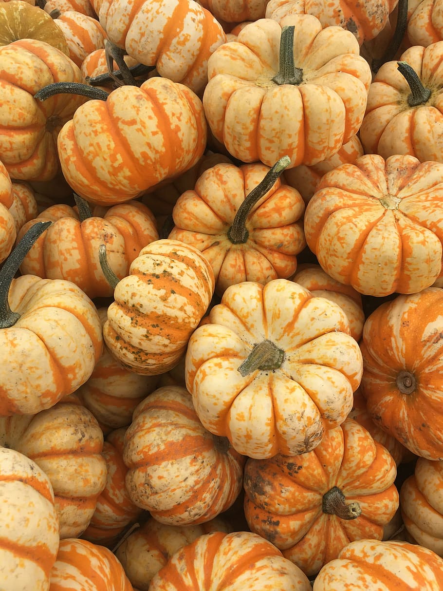 photo of pumpkin lot, fall, orange, pumpkins, season, food and drink HD wallpaper