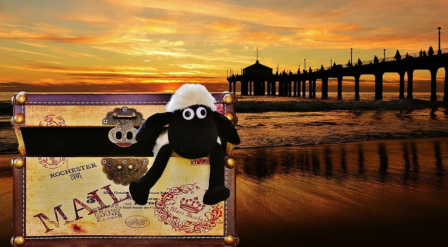 sunset, sea, beach, wave, box, luggage, sheep, funny, cute HD wallpaper