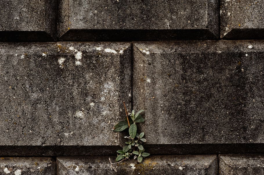 wall, musten, plant, leaf, bricks, no people, plant part, day HD wallpaper