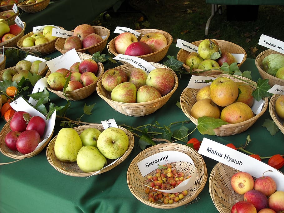 apples, fruit, fruits, apple varieties, pomology, fruit recognition, HD wallpaper