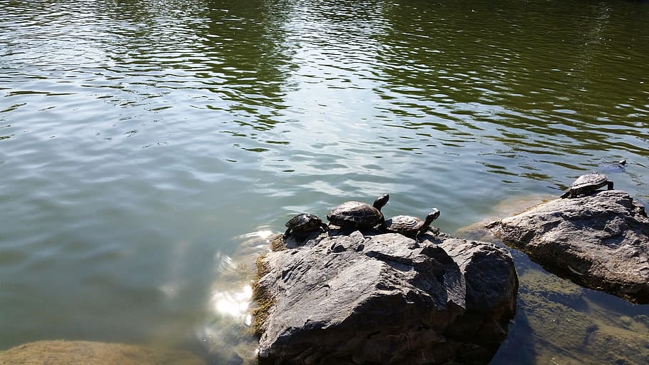 red-eared lake turtles, nature, landscape, animal, natural, HD wallpaper