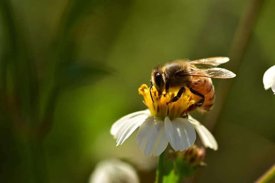honeybee, insects, bees, wildflowers, pollen, wildlife, spring HD wallpaper