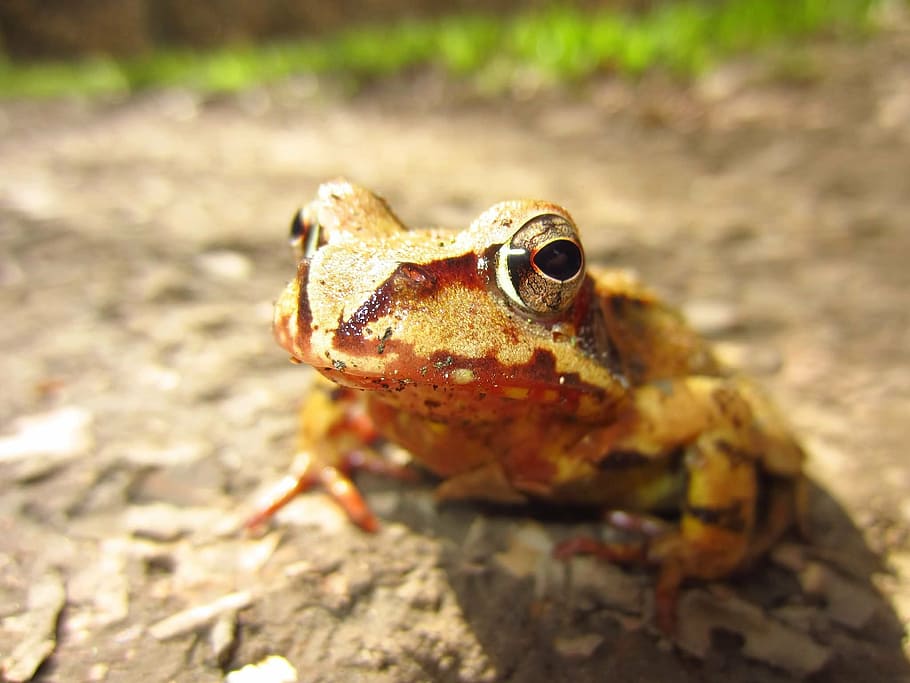 macro photography of brown and beige frog, eyes, amphibian HD wallpaper
