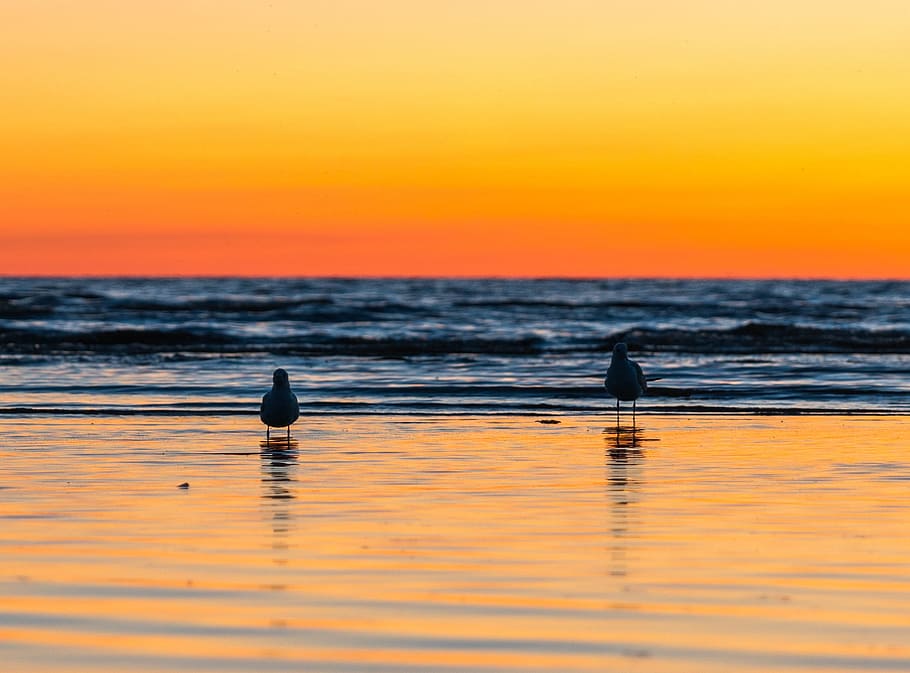 sunset, gulls, water, bay, evening, sky, orange color, sea HD wallpaper