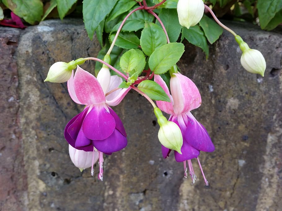 fuchsia, purple, flower, nature, summer, petal, plant, leaf HD wallpaper