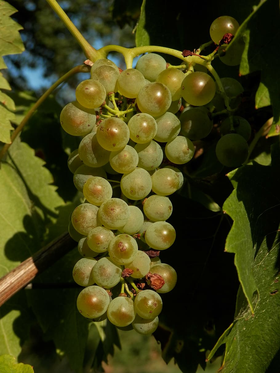 grape, fruit, green, organic, food, vine, vineyard, agriculture HD wallpaper