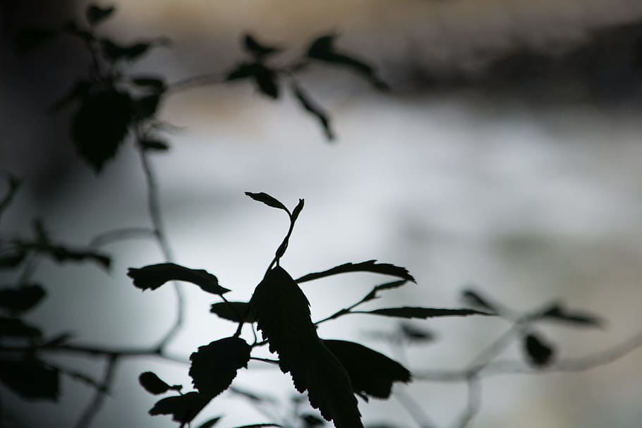 grayscale photo of leaves, shadow, shadow play, light and shadow HD wallpaper