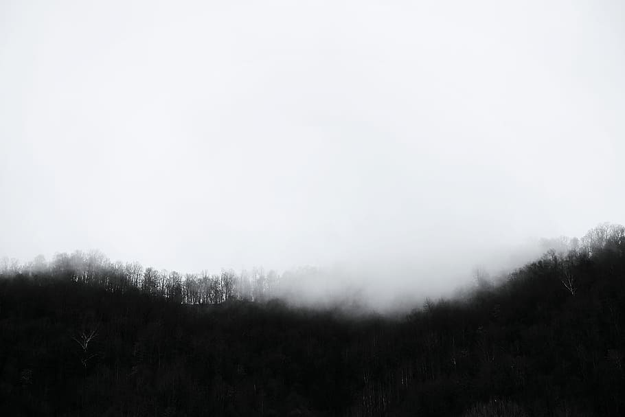 green trees under white clouds at daytime, untitled, mist, fog HD wallpaper
