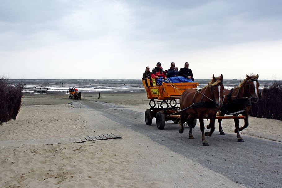 cuxhaven, north sea, watts, wadden sea, coach, horse drawn carriage, HD wallpaper