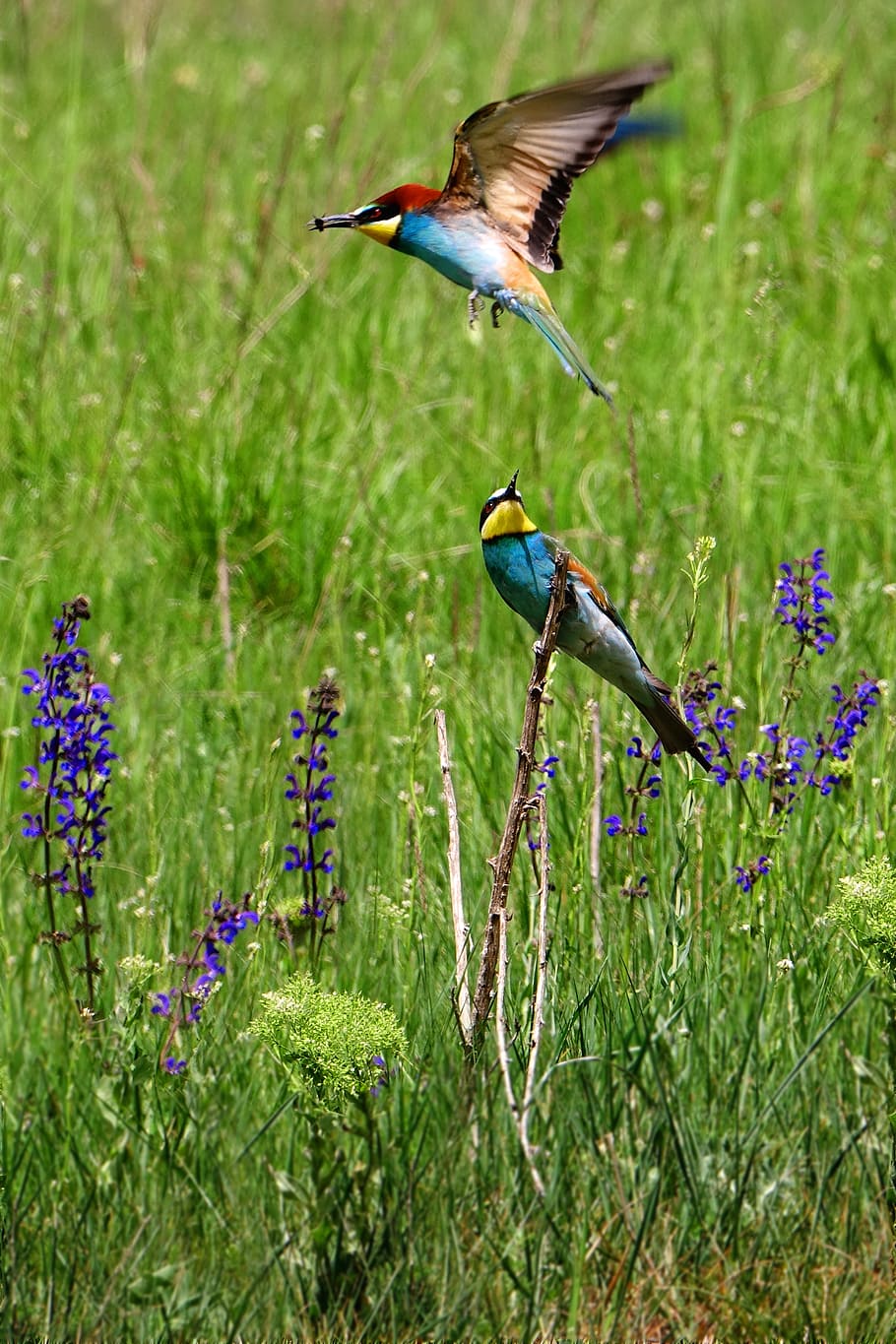 two multicolored birds on grass field, european bee eater, colorful birds, HD wallpaper