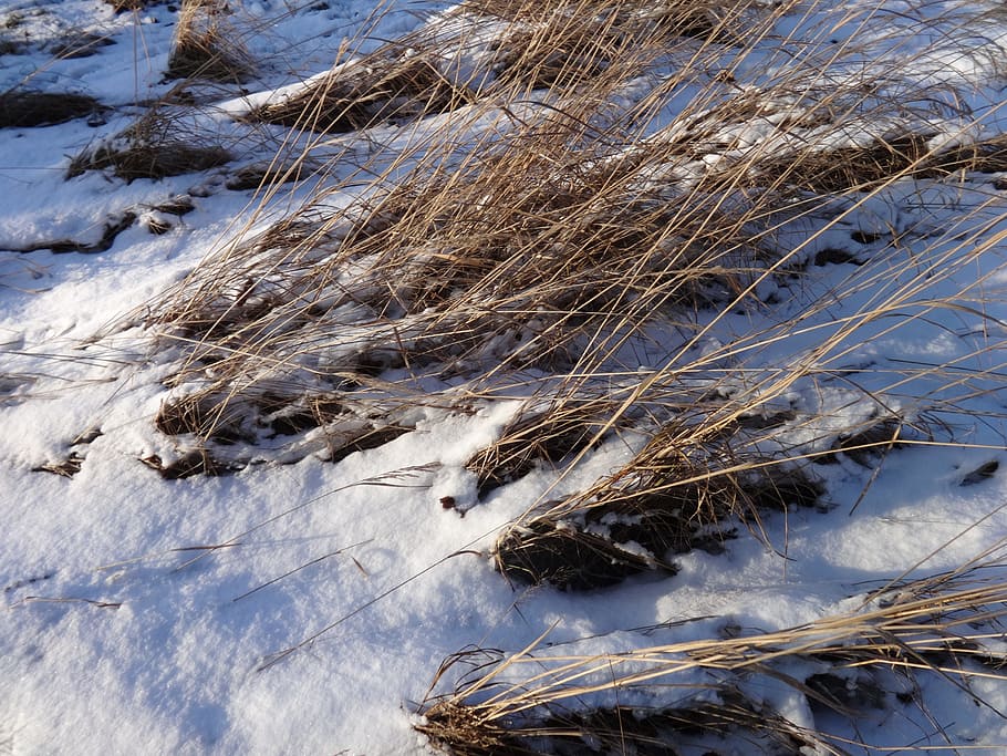 winter, grass, frost, snow, nature, frozen, wintry, grasses HD wallpaper