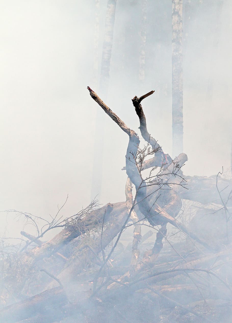 photography of bare tree with smoke, forest fire, burning, burning for conservation HD wallpaper