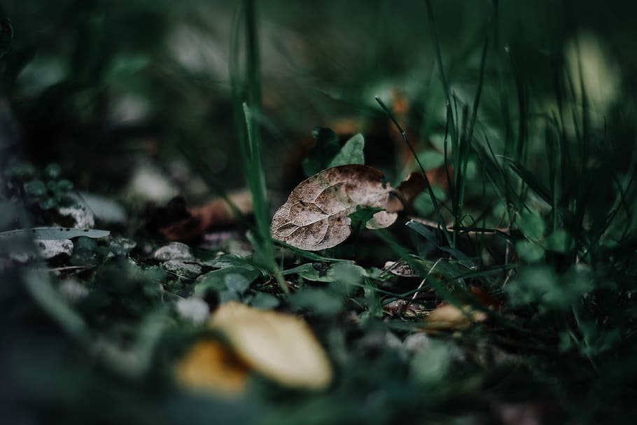 macro photo of dried leaf on ground with plants, selective focus photography of brown leaf HD wallpaper