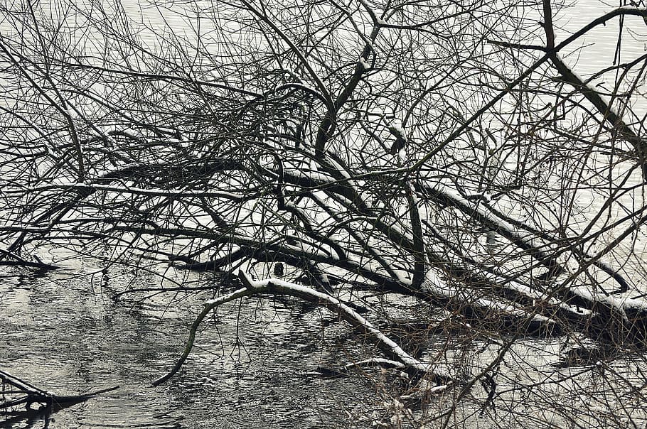 tree, water, lake, nature, landscape, winter, snow, aesthetic HD wallpaper