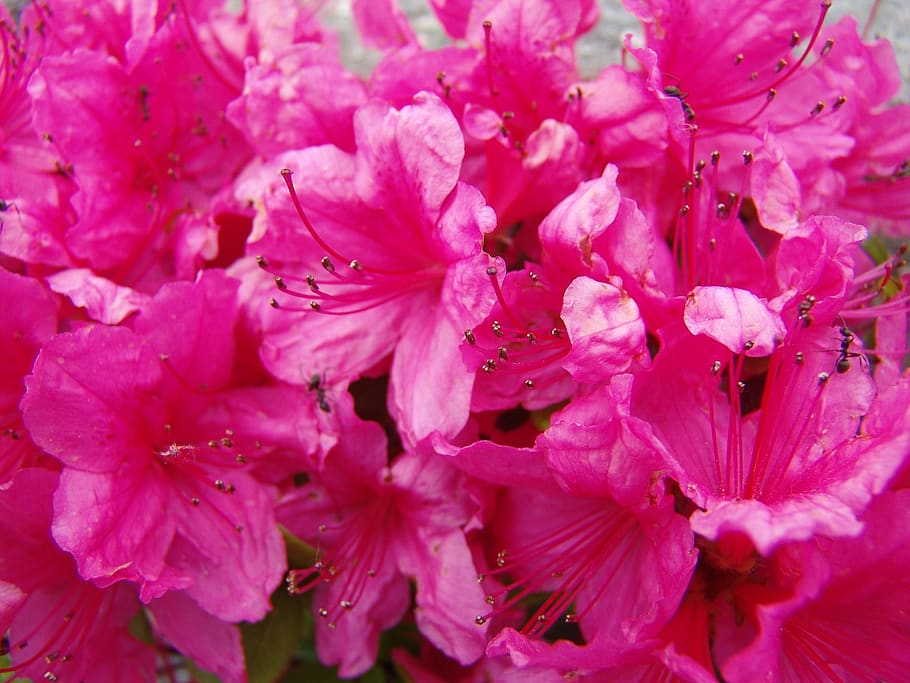 flowers, nature, spring, flowering plant, beauty in nature HD wallpaper