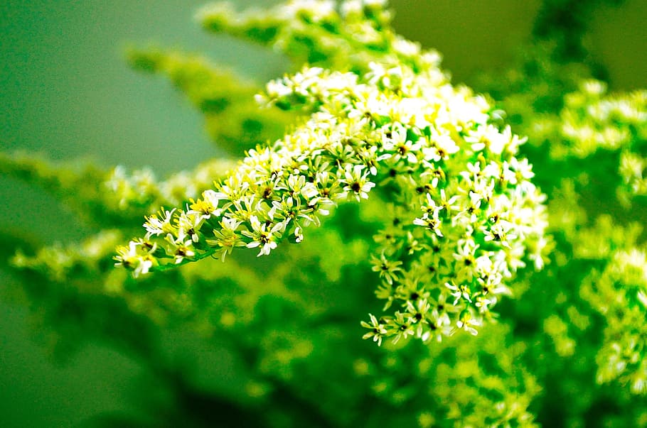 Plants, Flower, Nature, Macro, Ornament, decoration, green HD wallpaper