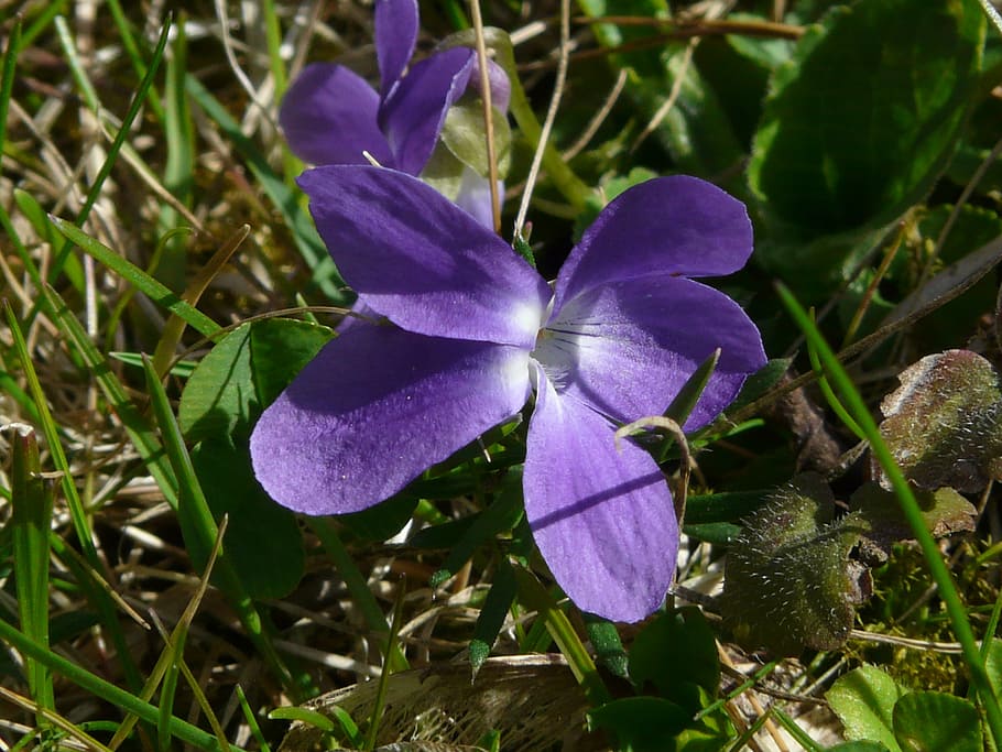wald violet, purple, blue, wild flower, bloom, blossom, plant HD wallpaper