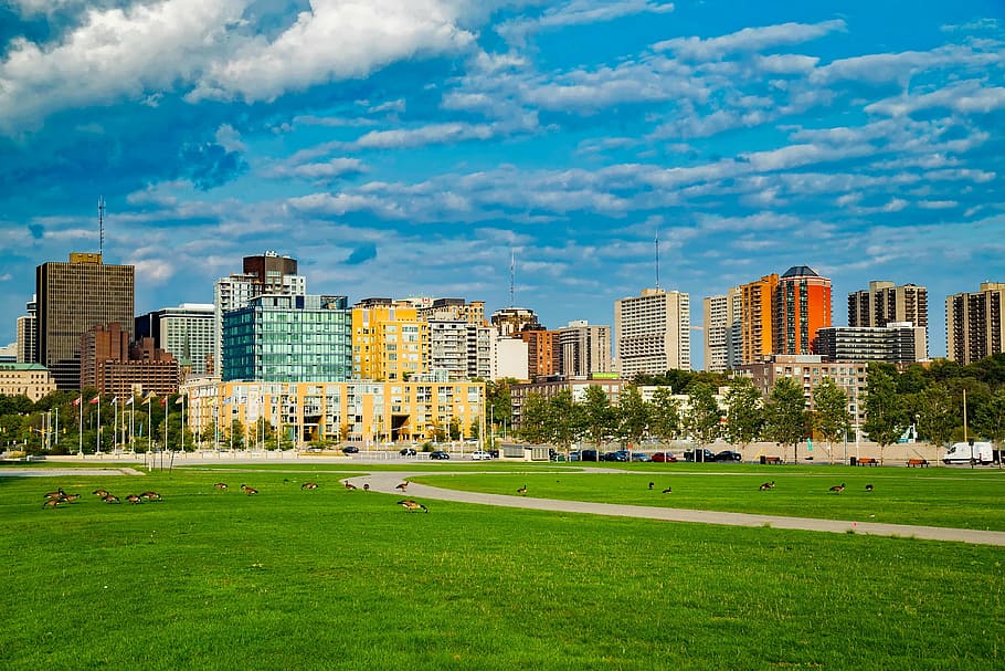 flock of geese on green grass field near buildings, ottawa HD wallpaper