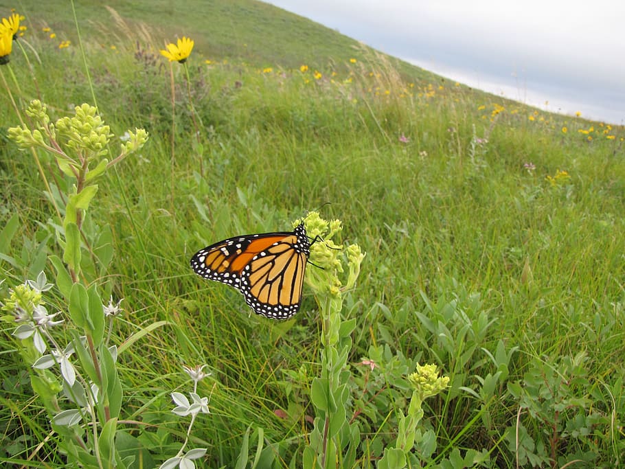 monarch, butterfly, macro, insect, nature, wings, colorful HD wallpaper